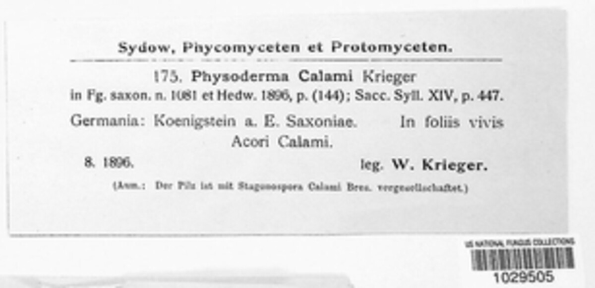 Physoderma calami image